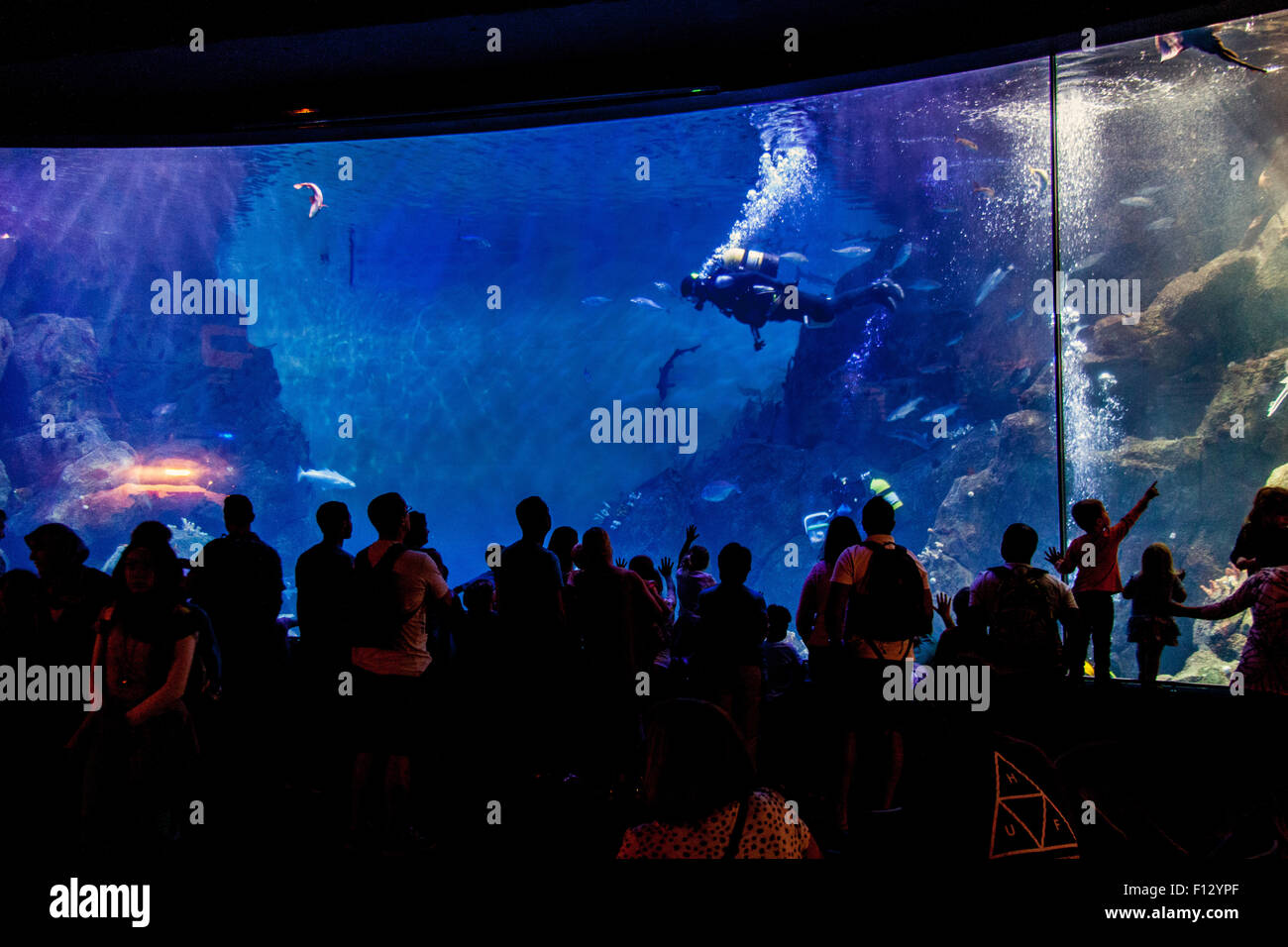 Scuba Diver feeding the fish at the The national marine Aquarium