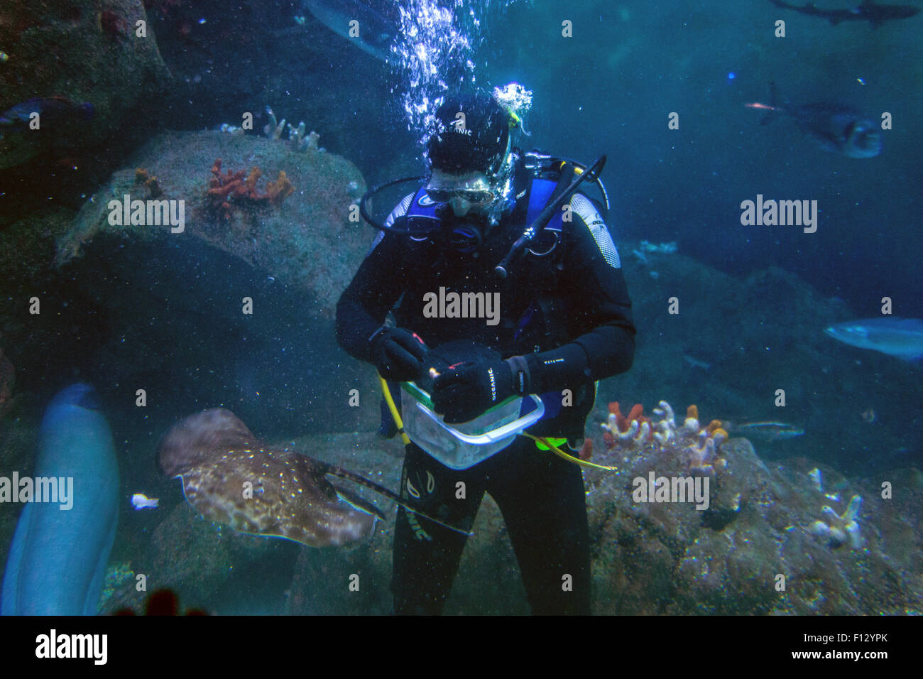 Scuba Diver feeding the fish at the The national marine Aquarium