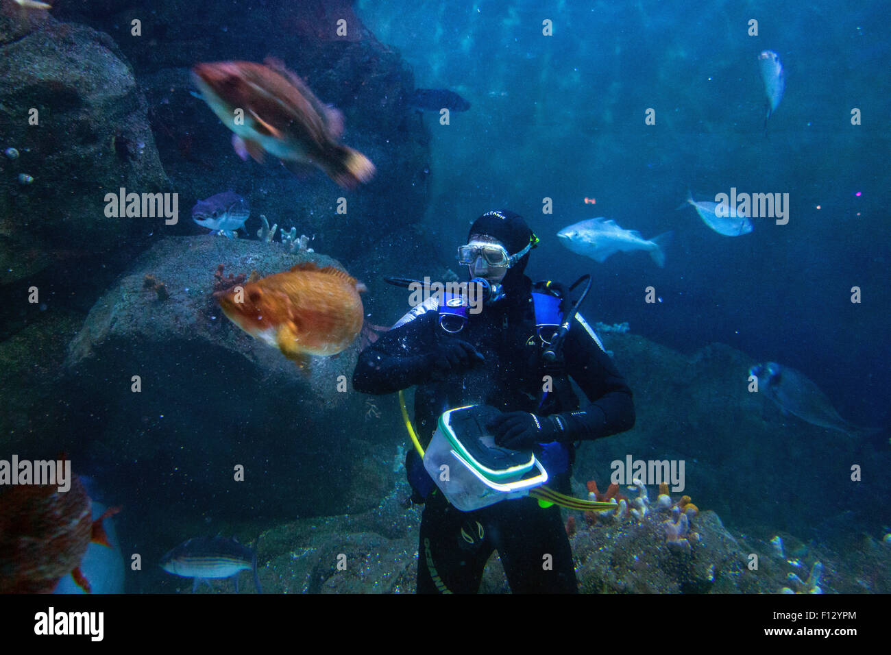Diver at aquarium hires stock photography and images Alamy