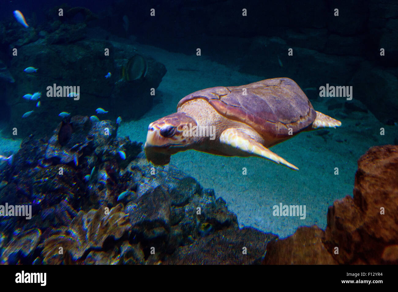 Snorkel, the Loggerhead Turtle at the national marine Aquarium ...