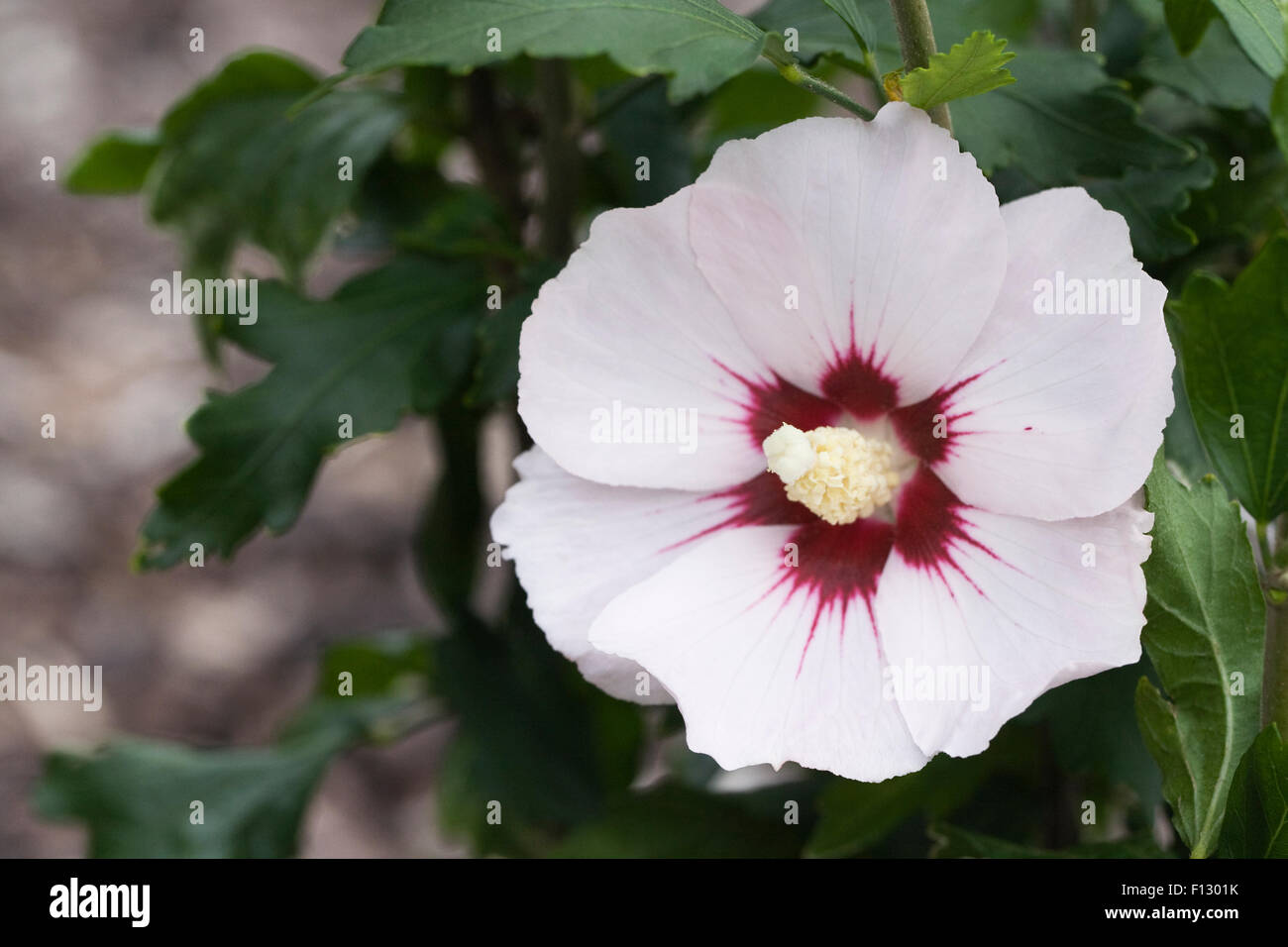 Hibiscus syriacus 'Melrose' flower. Stock Photo