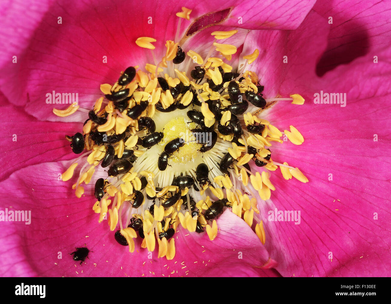 Tiny black beetles feeding on rose flower Stock Photo Alamy
