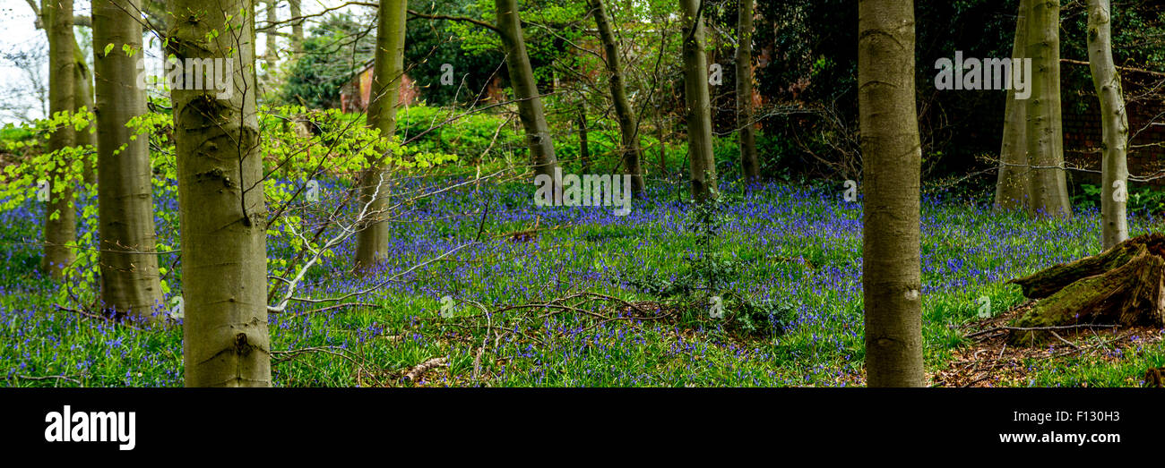 A great wooded woodland country walk with lovely bluebells in Kinver, South Staffordshire, UK Stock Photo