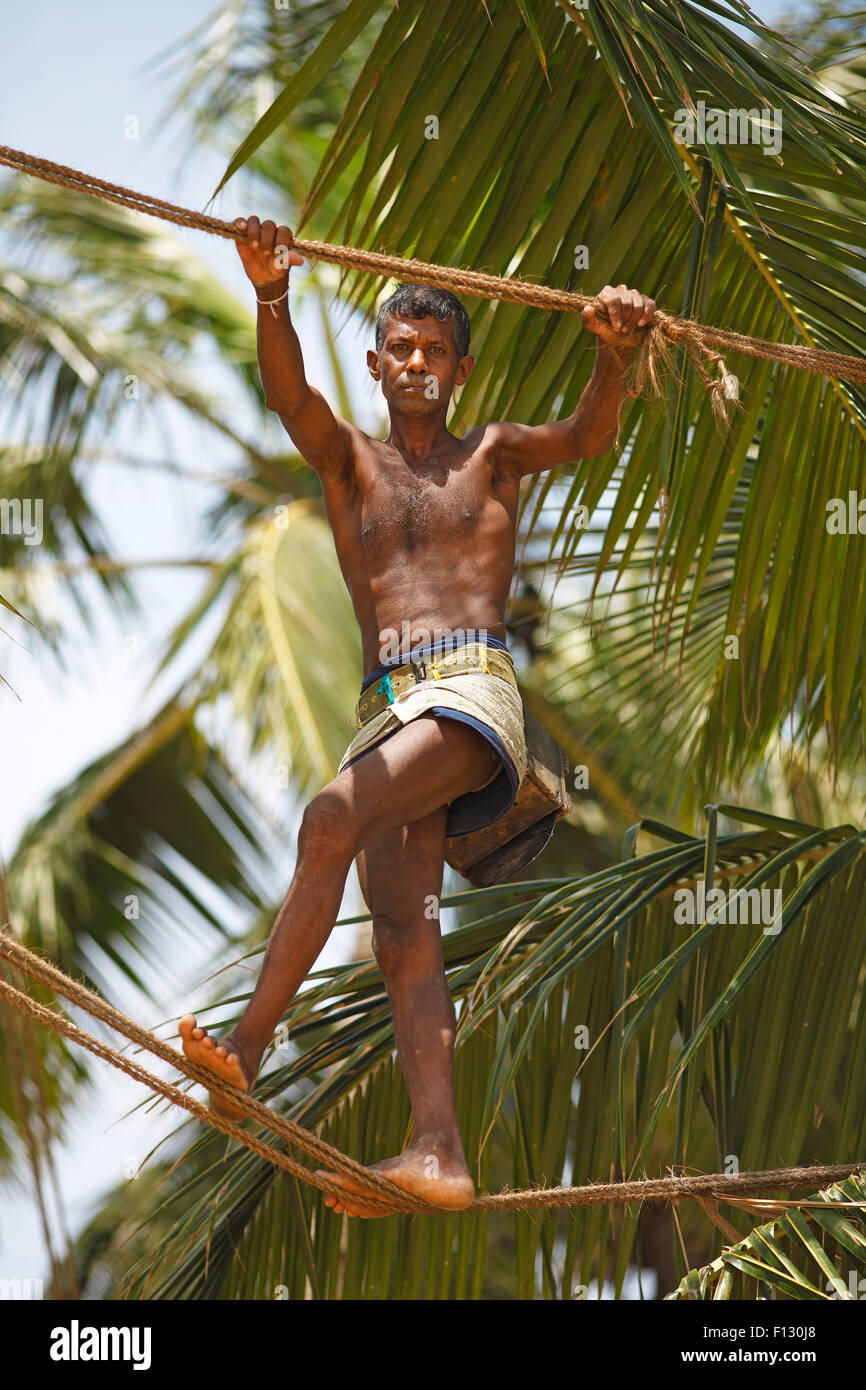 Toddy Tapper balancing on rope between coconut trees and collecting palm juice, Wadduwa, Western Province, Ceylon, Sri Lanka Stock Photo