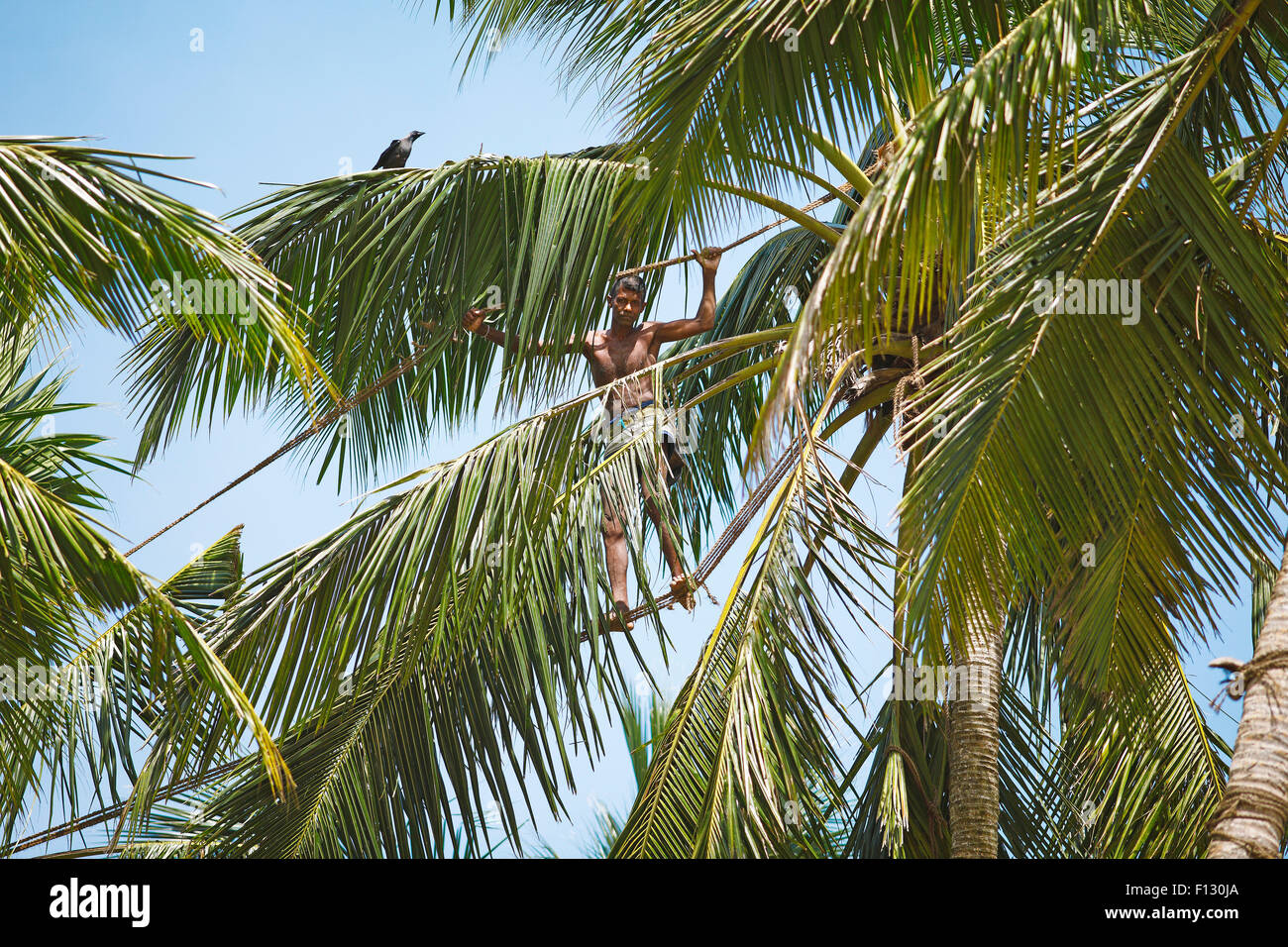 Toddy Tapper balancing on rope between coconut trees and collecting palm juice, Wadduwa, Western Province, Ceylon, Sri Lanka Stock Photo