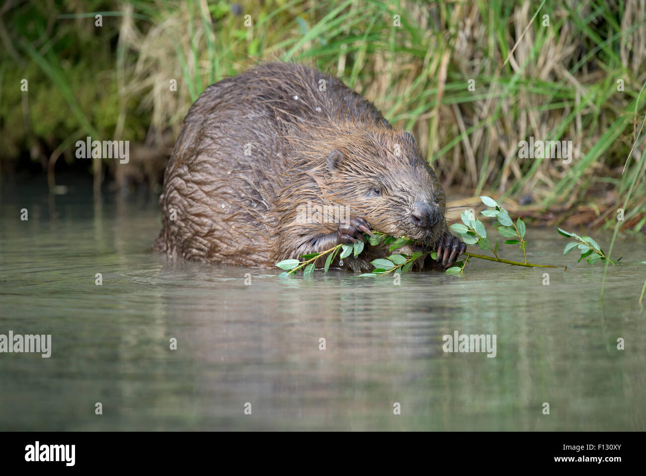 Eurasian beaver (Castor fiber) feeding, Almtal, Upper Austria, Austria Stock Photo