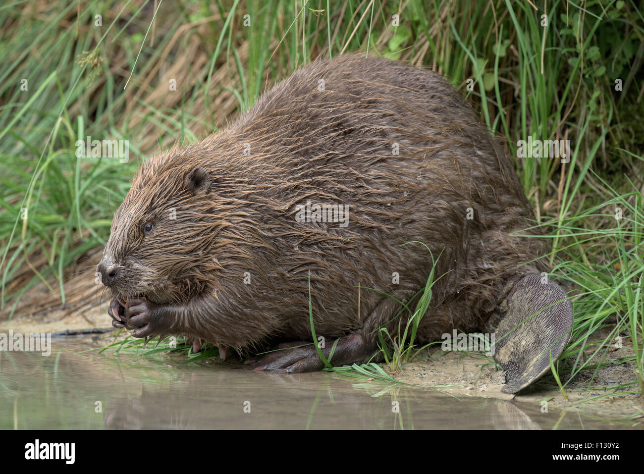 Eurasian beaver (Castor fiber) feeding, Almtal, Upper Austria, Austria Stock Photo