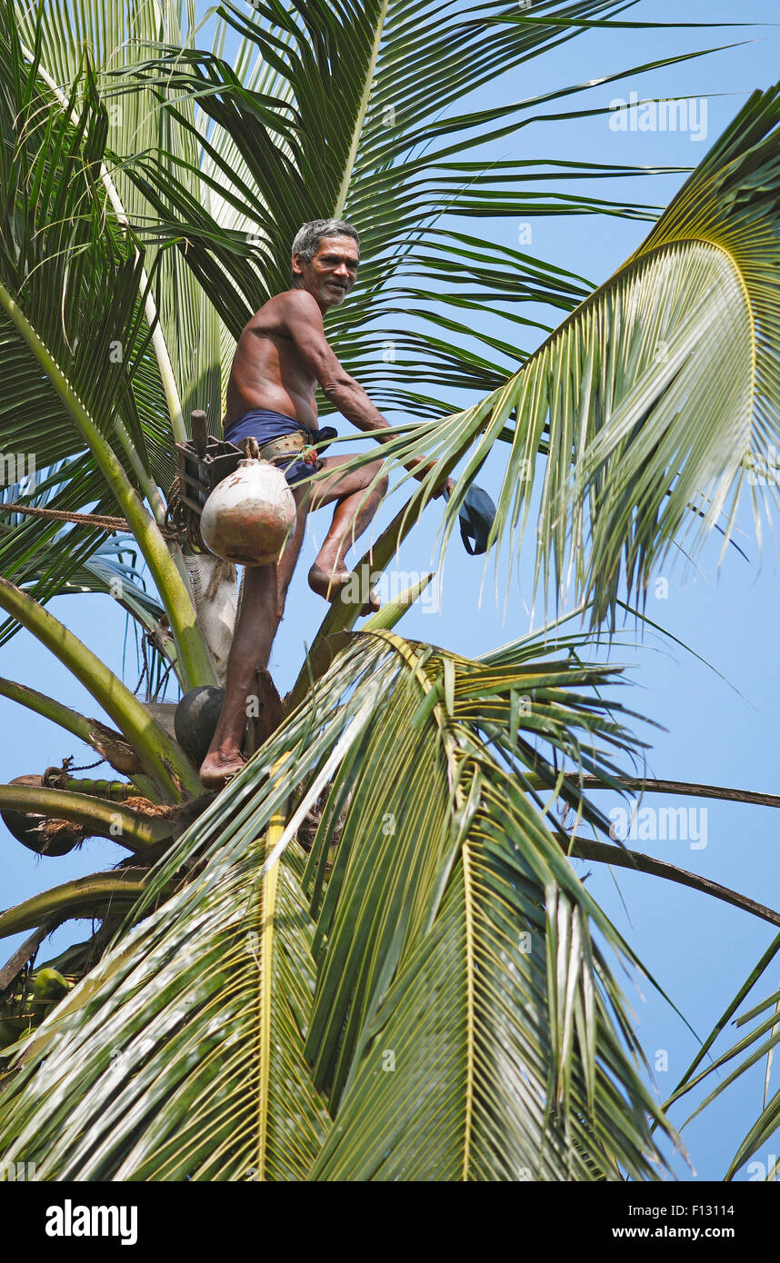 Toddy Tapper on coconut tree collecting palm juice, Wadduwa, Western Province, Ceylon, Sri Lanka Stock Photo