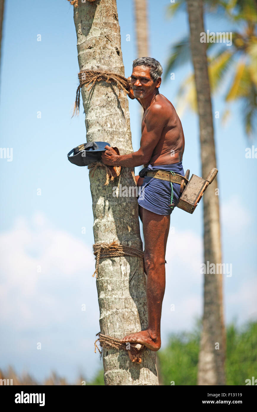 Toddy Tapper on coconut tree collecting palm juice, Wadduwa, Western Province, Ceylon, Sri Lanka Stock Photo