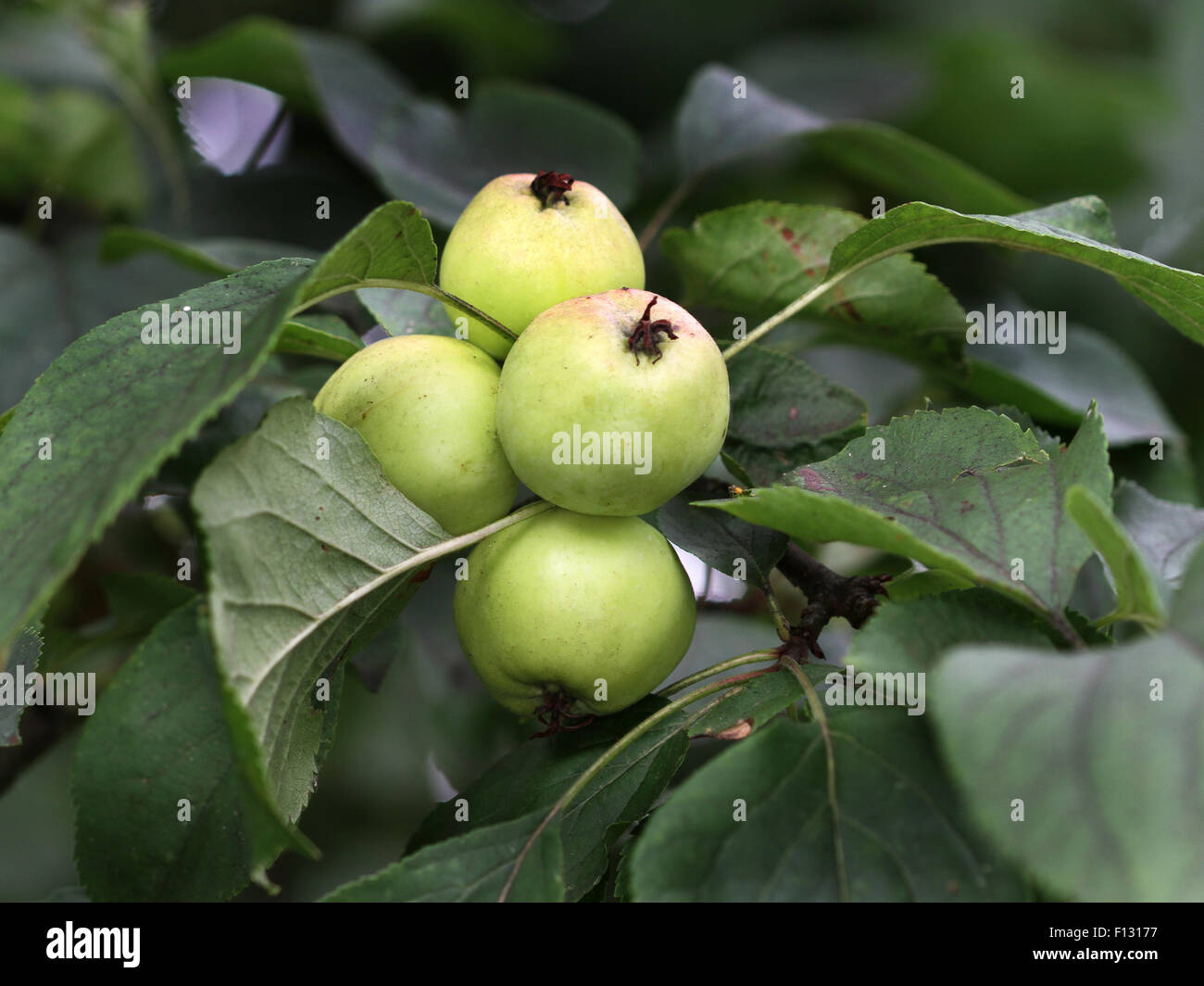 Green apples on tree ready for plucking. Stock Photo