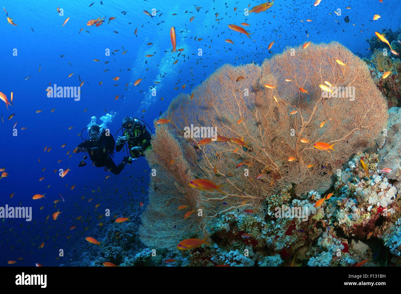 Red Sea, Egypt. 15th Oct, 2014. Diver looking at coral reef in Ras Muhammad National Park, Sinai Peninsula, Sharm el-Sheikh, Red sea, Egypt, Africa © Andrey Nekrasov/ZUMA Wire/ZUMAPRESS.com/Alamy Live News Stock Photo
