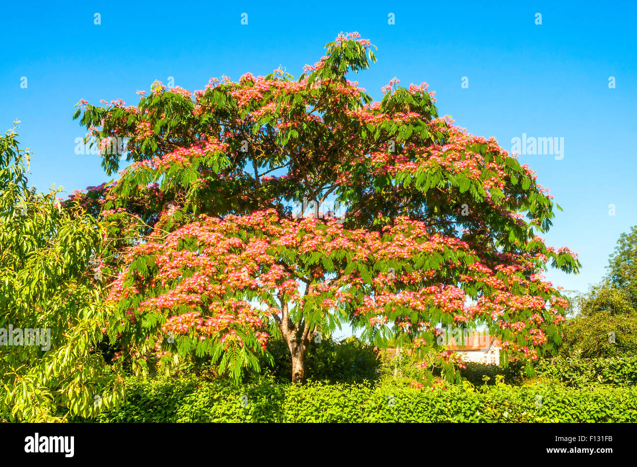 Ornamental Silk Tree tree in full flower France Stock Photo Alamy