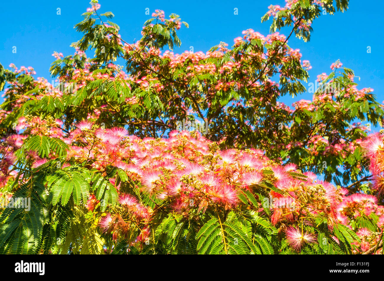 Ornamental Silk Tree tree in full flower France Stock Photo Alamy