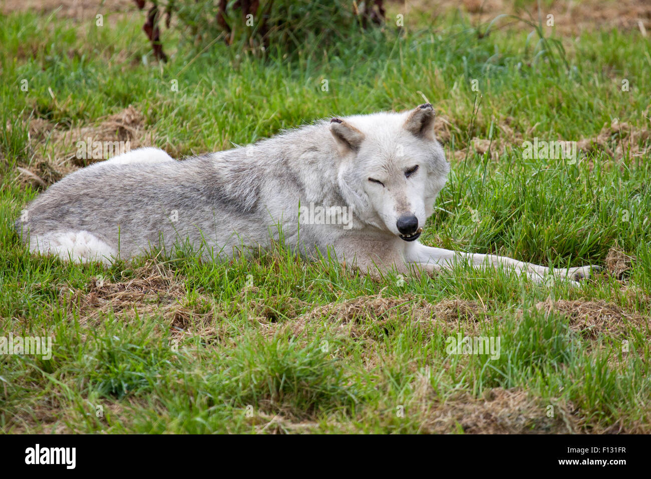 A single Grey Wolf resting in a clearing Stock Photo