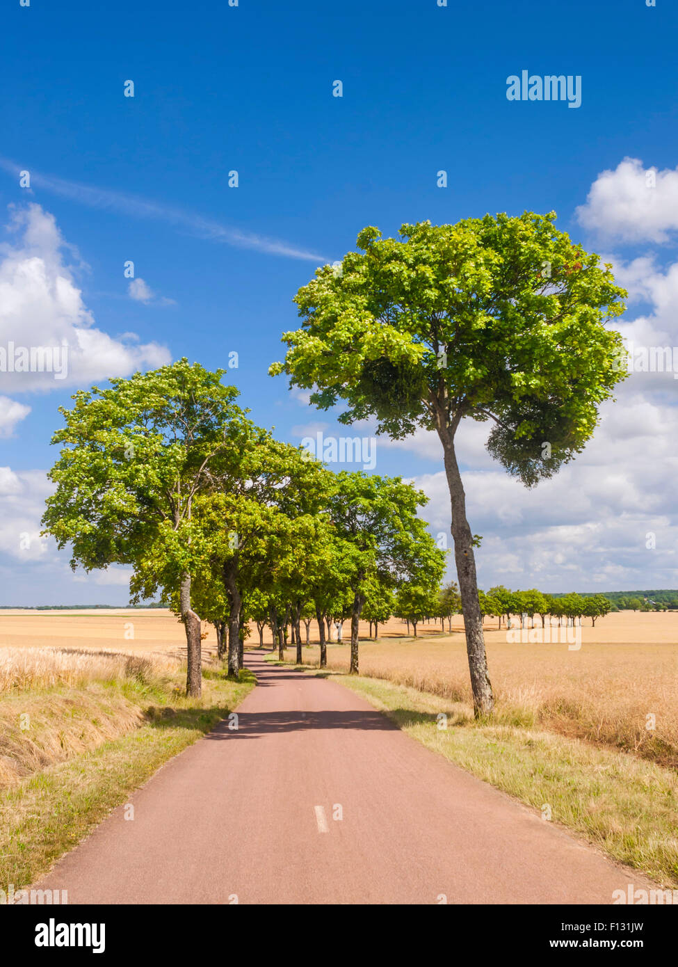 French tree lined country road France Stock Photo Alamy
