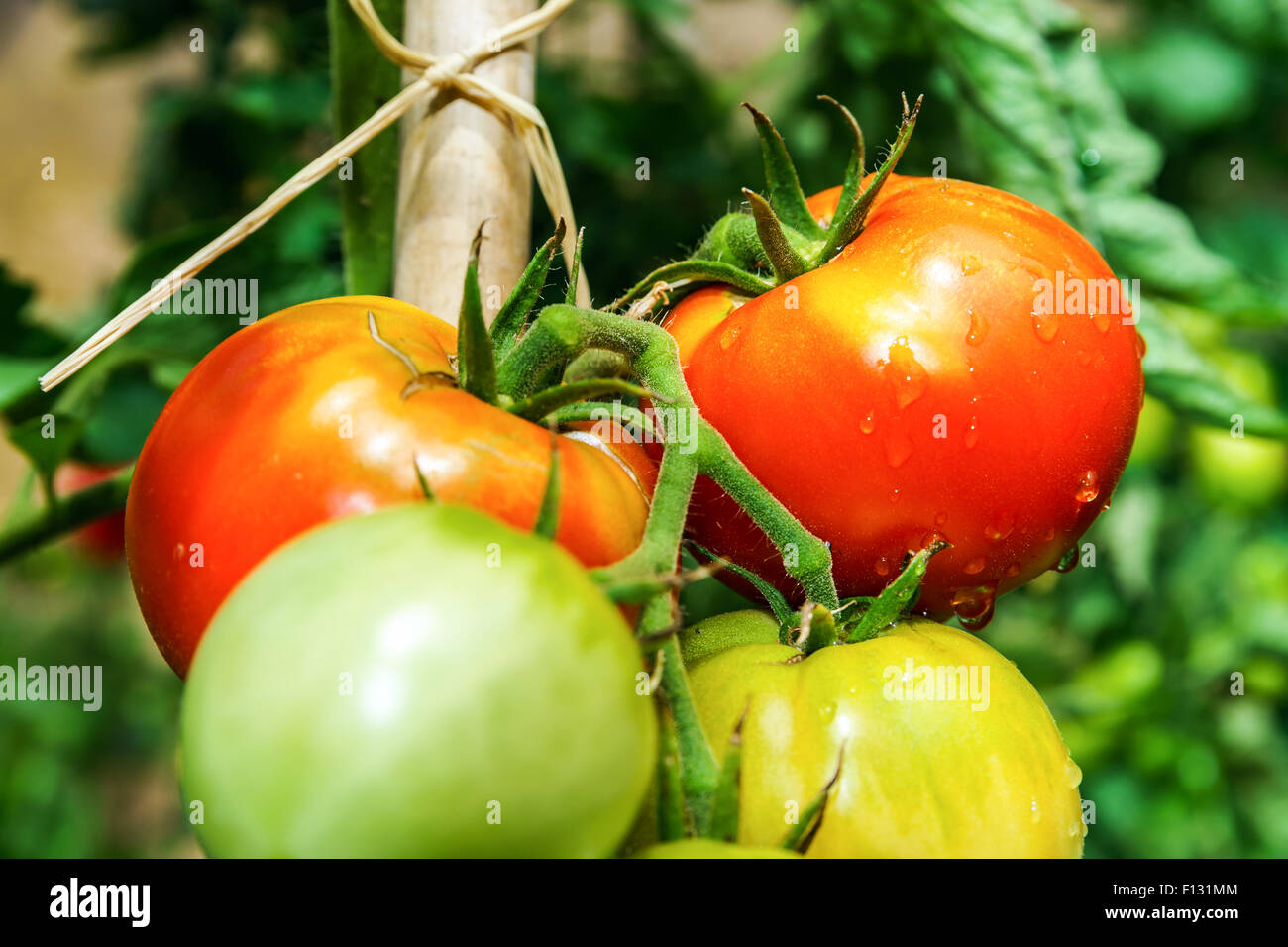 Хиллбилли томат. Томат деревенский партнер. Томат деревенские ( hillbilly). Томаты сорт деревенский описание. Двухцветные томаты сорта.