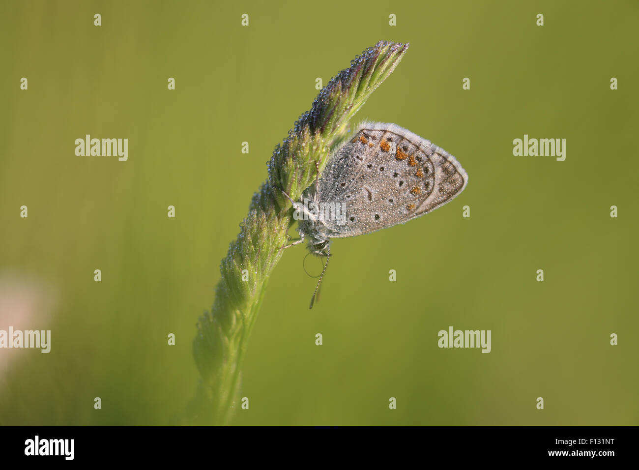 Common Blue (Polyommatus icarus) in the morning with dew condensing on the grass and butterfly. Stock Photo