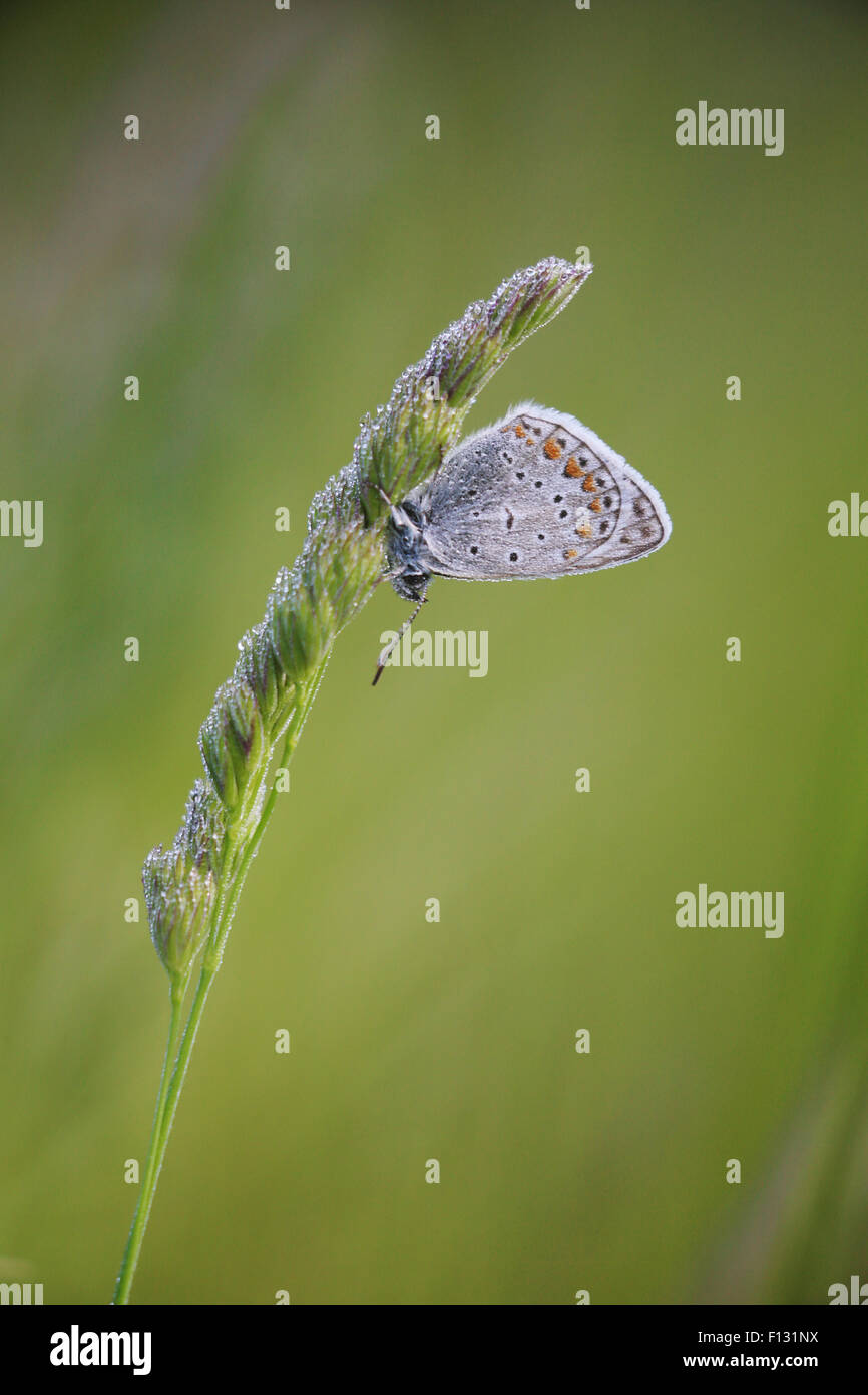 Common Blue (Polyommatus icarus) in the morning with dew condensing on the grass and butterfly. Stock Photo
