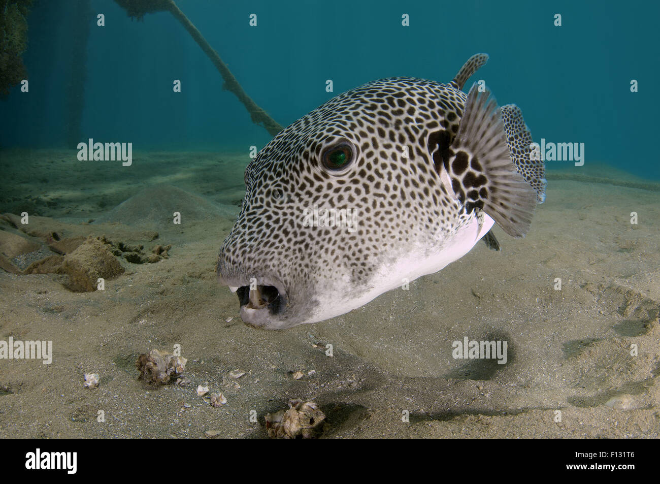 Red Sea, Egypt. 15th Oct, 2014. stellate puffer (Arothron stellatus) Red sea, Marsa Alam, Abu Dabab, Egypt © Andrey Nekrasov/ZUMA Wire/ZUMAPRESS.com/Alamy Live News Stock Photo