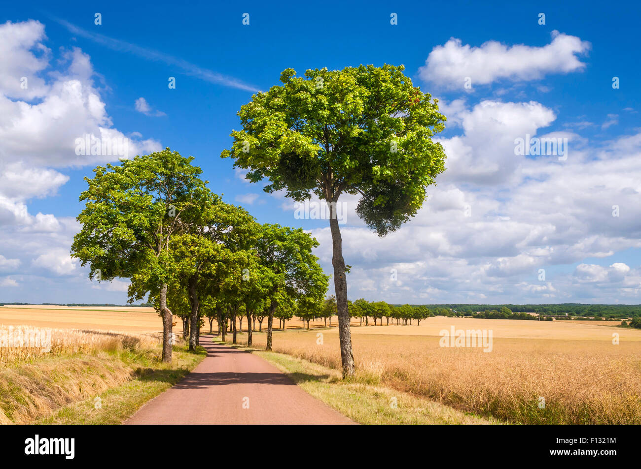 French tree lined country road France Stock Photo Alamy