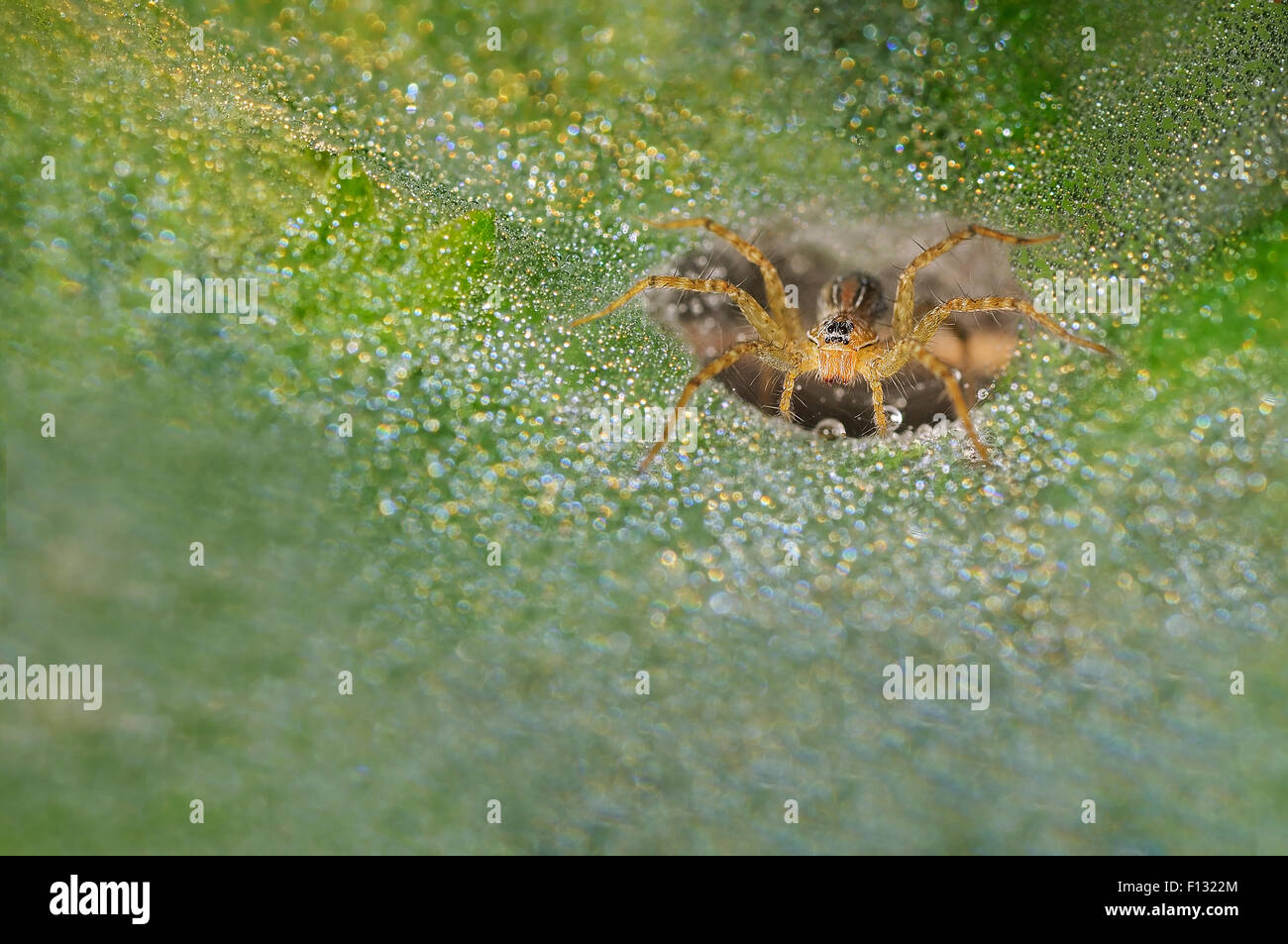 Grass Spider With Dews On Its Webs Stock Photo