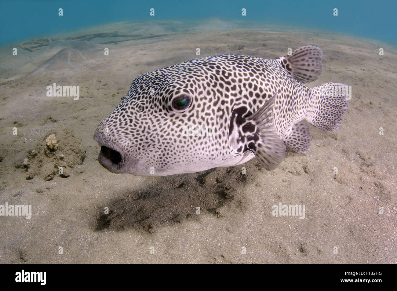 Red Sea, Egypt. 15th Oct, 2014. stellate puffer (Arothron stellatus) Red sea, Marsa Alam, Abu Dabab, Egypt © Andrey Nekrasov/ZUMA Wire/ZUMAPRESS.com/Alamy Live News Stock Photo