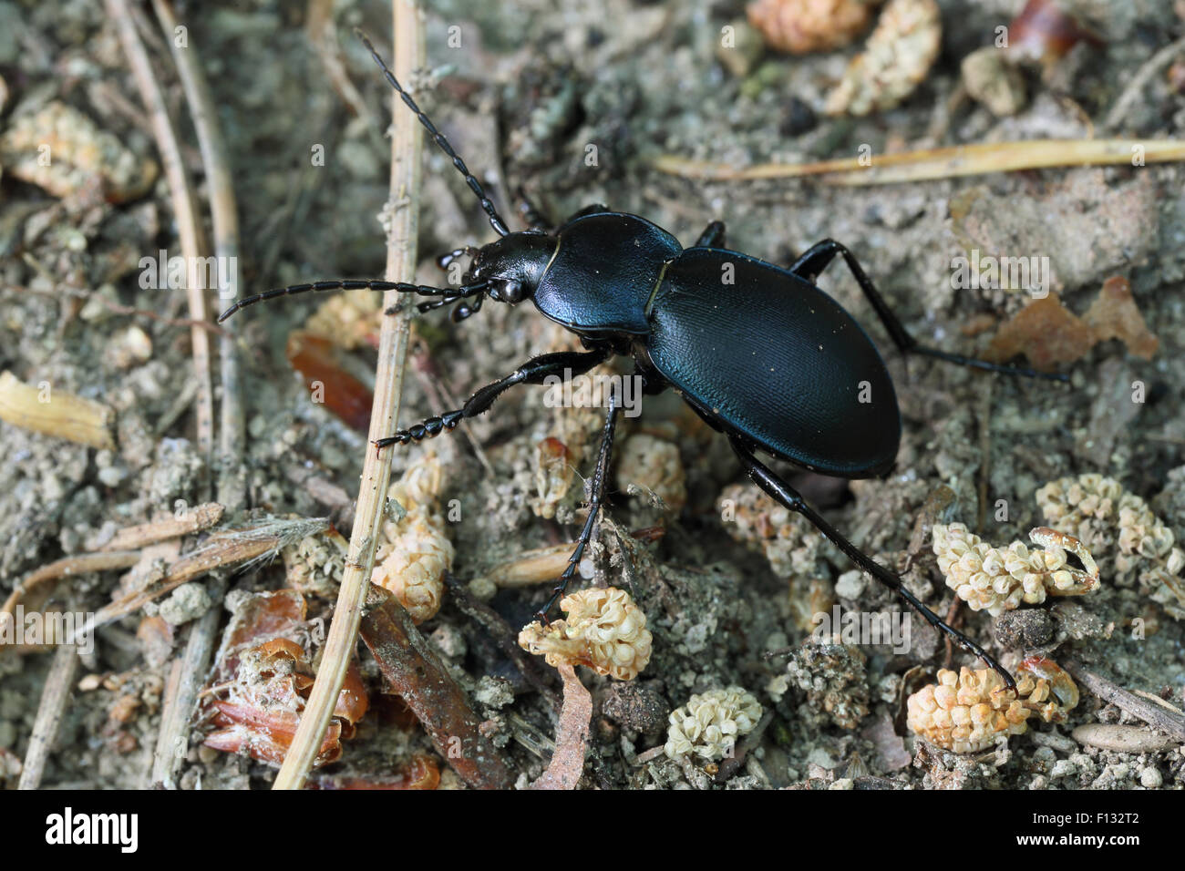 Carabus convexus, one of the smaller Carabus species in Europe Stock