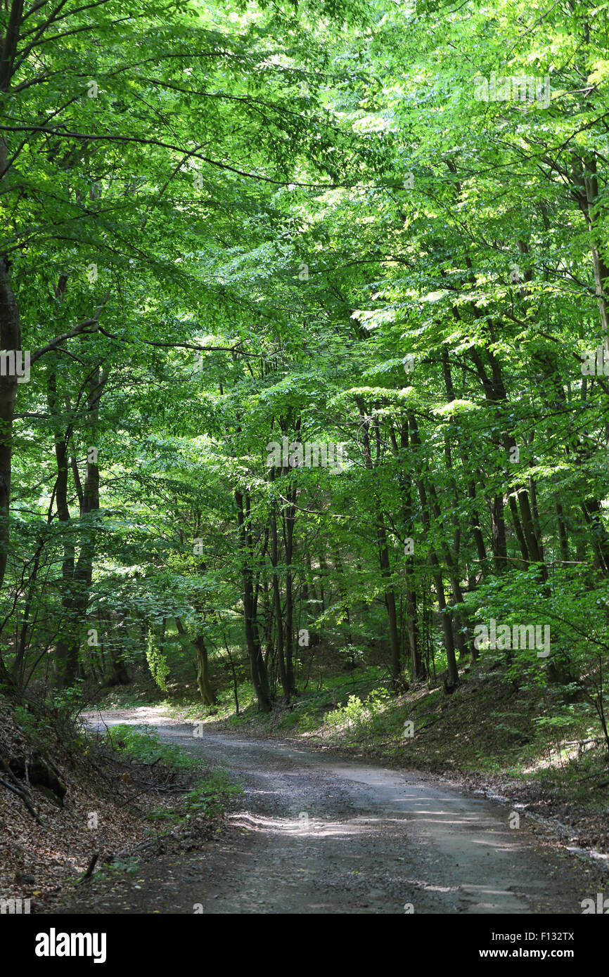 Forest track through the Bükk National Park in northern Hungary Stock Photo