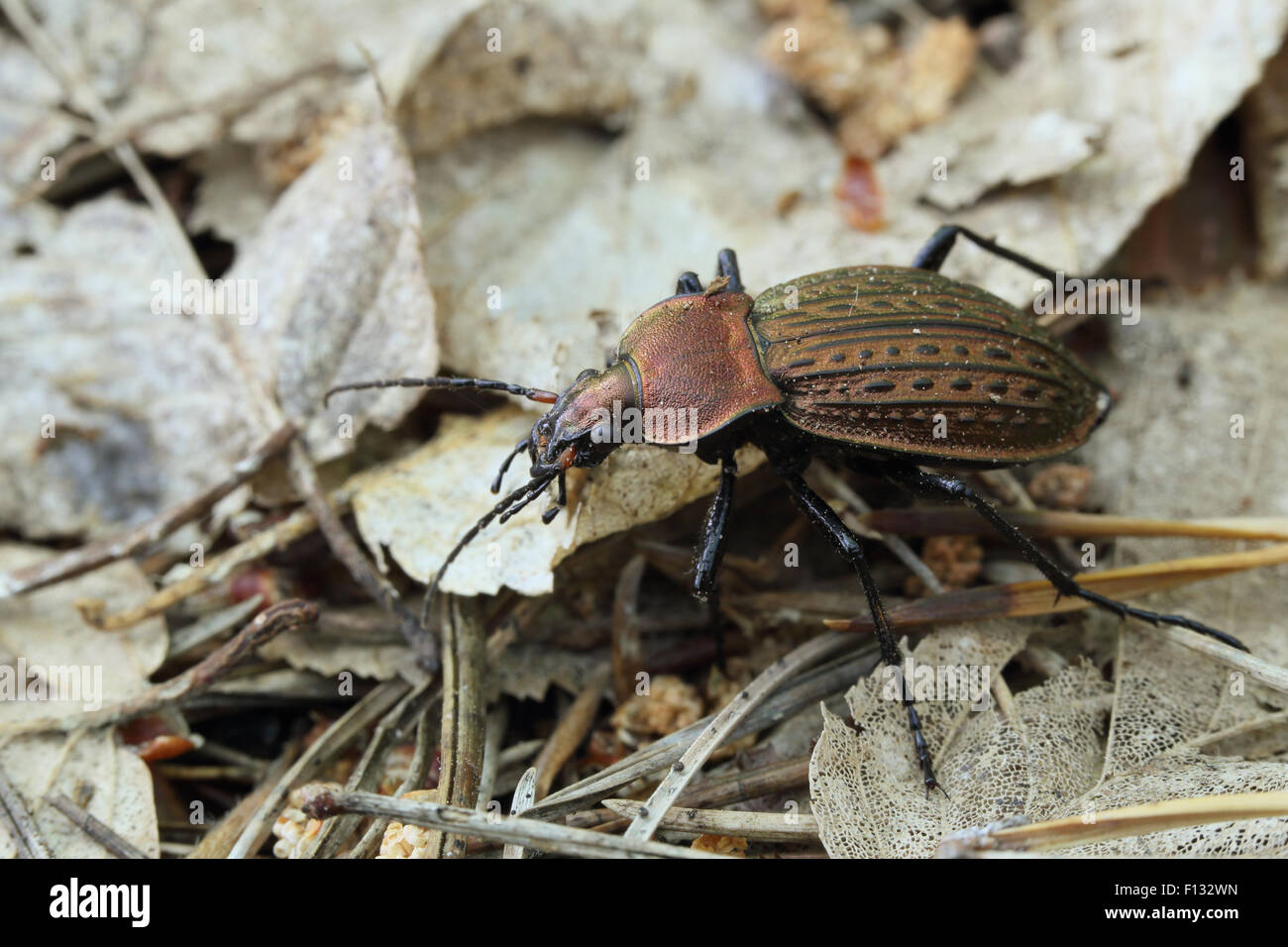 Carabus cancellatus a central european ground beetle Stock Photo