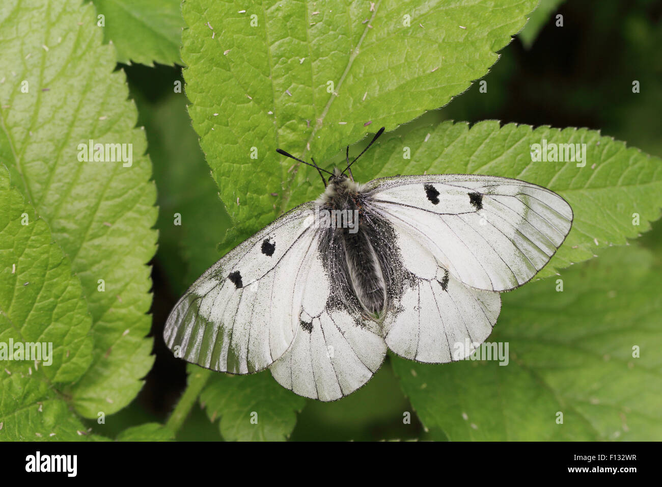 Clouded Apollo (Parnassius mnemosyne). The species is listed as NT (Near Threatened) in the IUCN global red list. Stock Photo