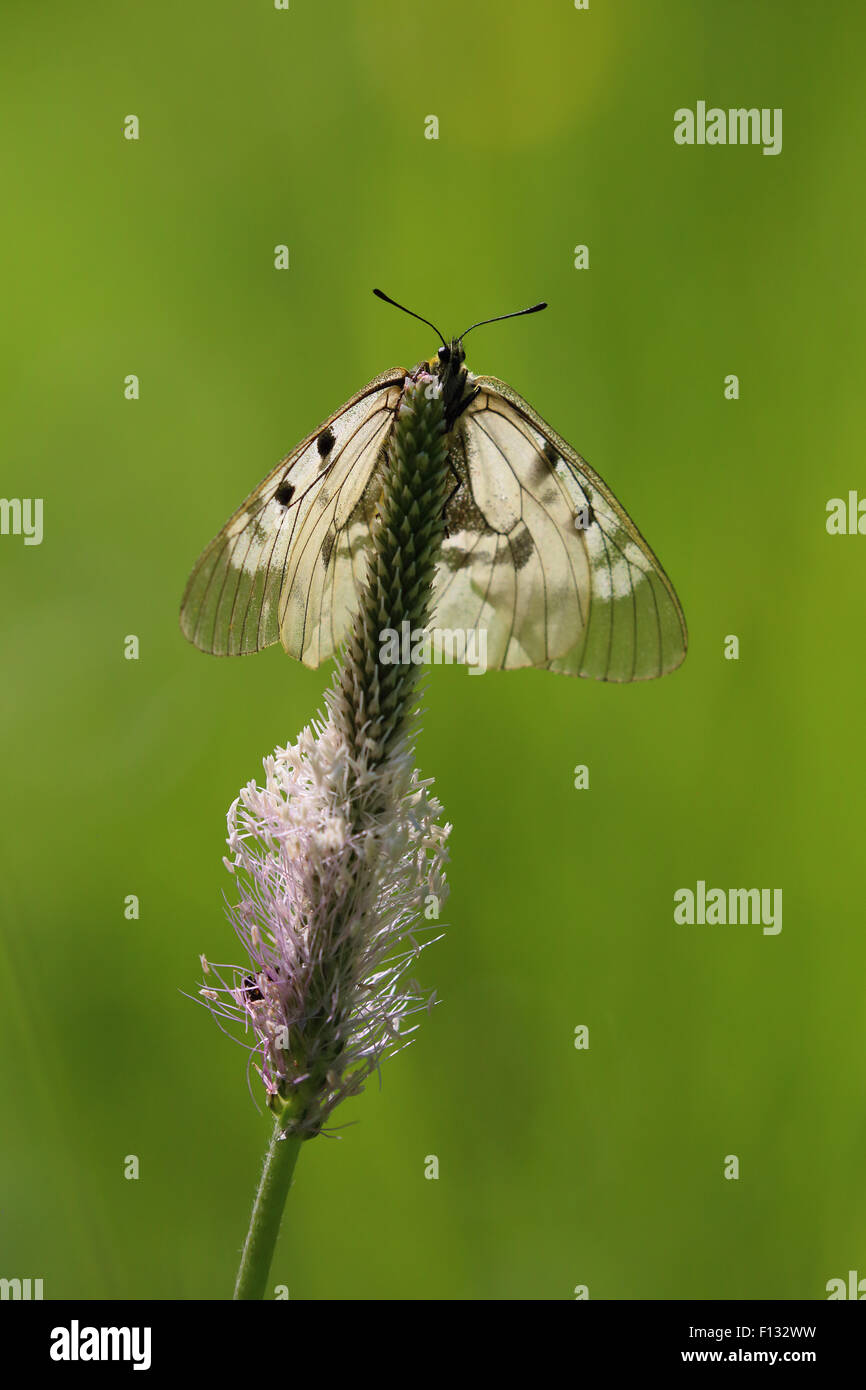 Clouded Apollo (Parnassius mnemosyne). The species is listed as NT (Near Threatened) in the IUCN global red list. Stock Photo