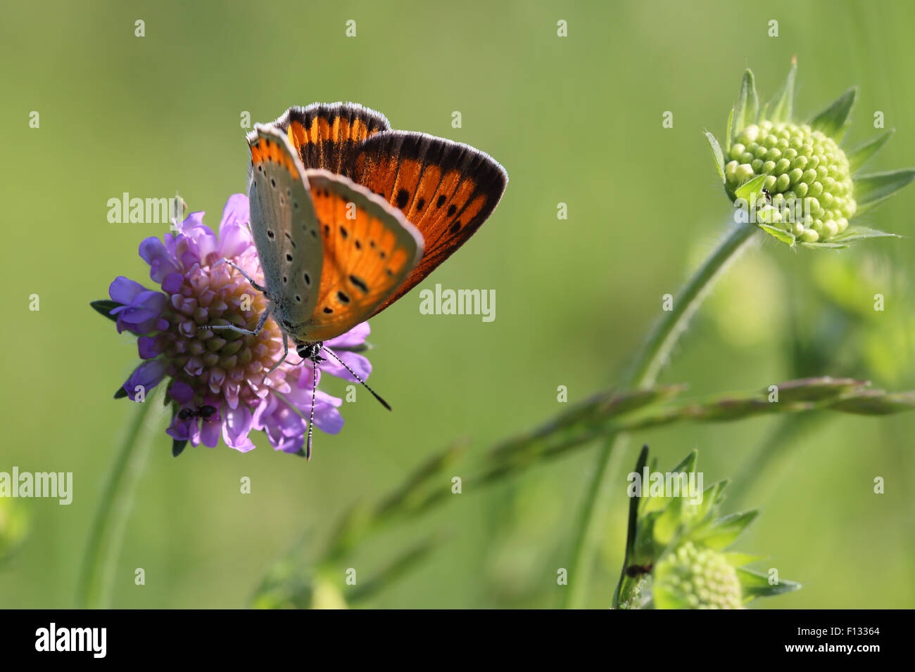 Female Large Copper (lycaena Dispar Stock Photo - Alamy