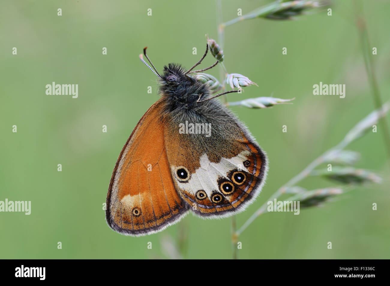 Pearly Heath (Coenonympha arcania) Stock Photo
