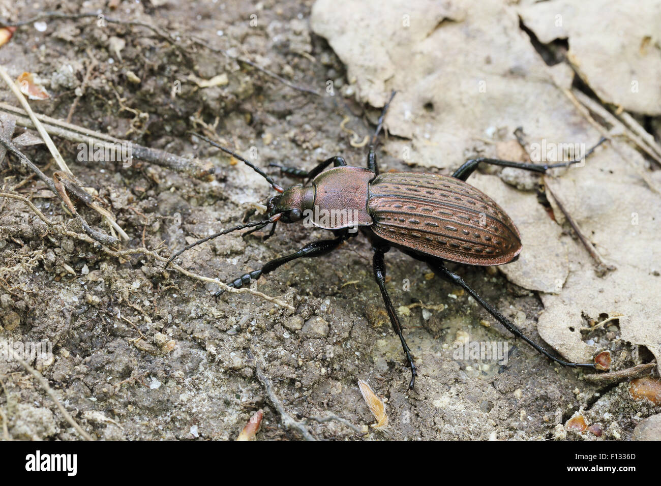 Carabus cancellatus a central european ground beetle Stock Photo