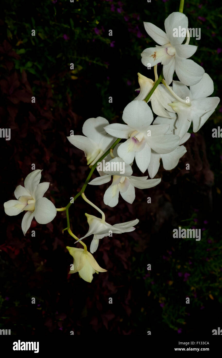Rare Orchid Flowers of Singapore Stock Photo