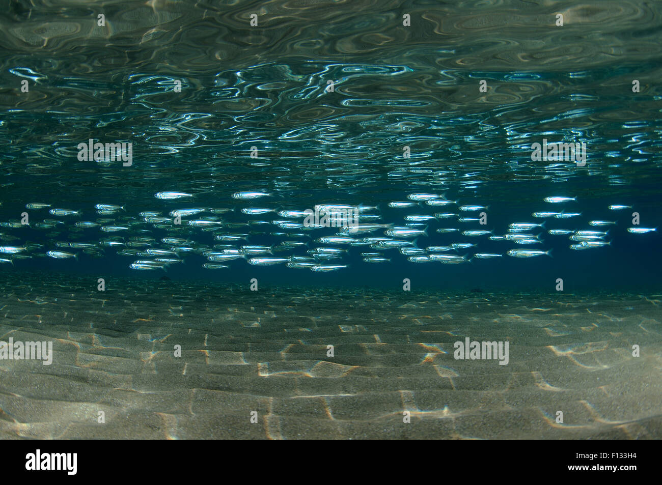 Oct. 15, 2014 - Red Sea, Egypt - A large school of  hardyhead silverside (Atherinomorus lacunosus) swims over a sandy bottom, Red sea, Marsa Alam, Abu Dabab, Egypt. (Credit Image: © Andrey Nekrasov/ZUMA Wire/ZUMAPRESS.com) Stock Photo