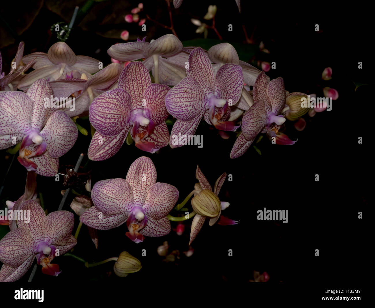 Rare Orchid Flower Close-up Singapore Stock Photo