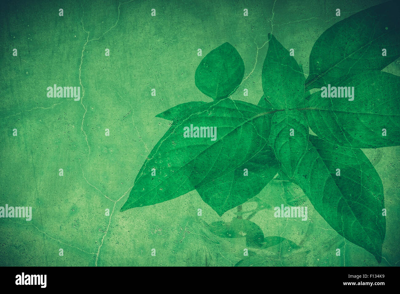 Green grunge leaf background with copy space Stock Photo - Alamy