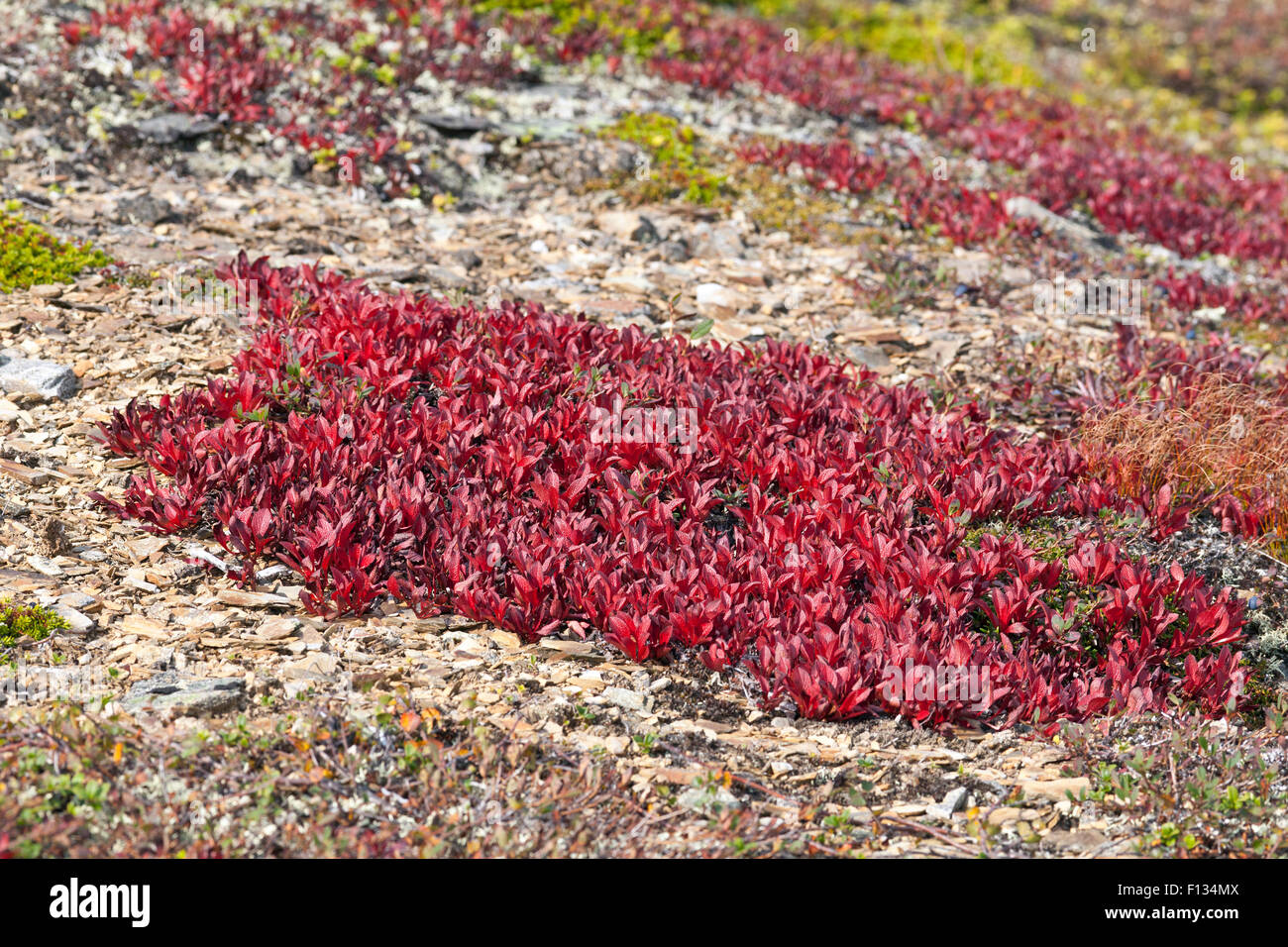 Arctostaphylos alpinus Sprengel on a mountain slope. Mountain Bear-berry, in close up. Red and orange leaves on the ground. Stock Photo