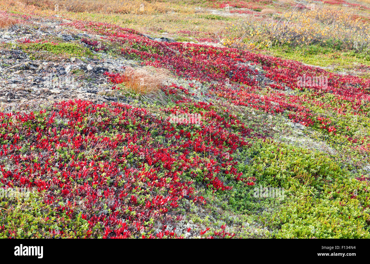 Arctostaphylos alpinus Sprengel on a mountain slope. Mountain Bear-berry, in close up. Red and orange leaves on the ground. Stock Photo