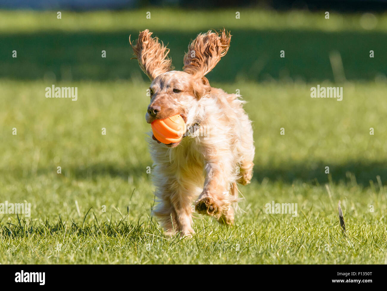 Lemon Roan Working Cocker Spaniel Playing With a Ball in the Park Stock Photo Alamy