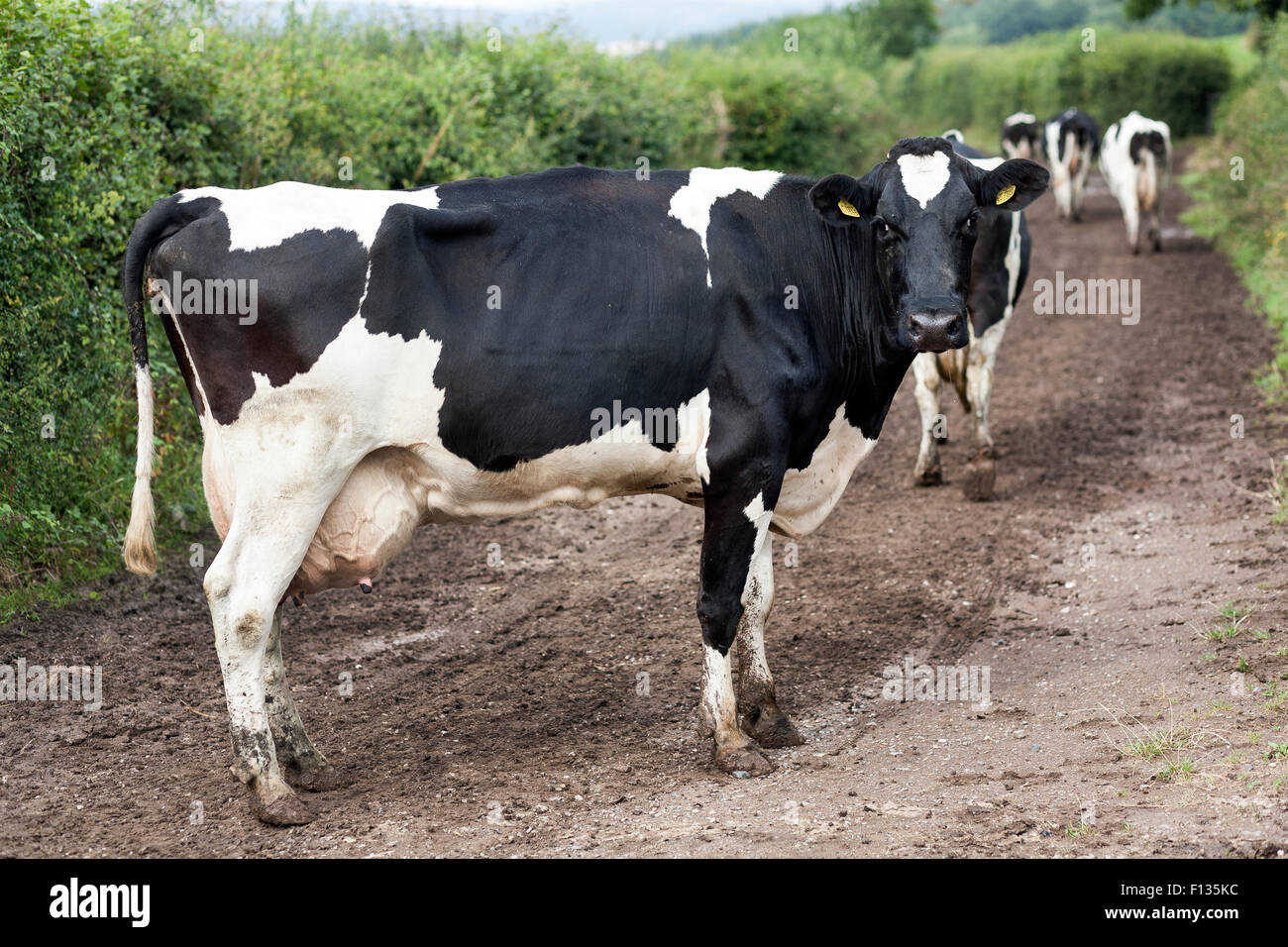 cows heading out after milking,Holstein Friesians are a breed of cattle known today as the world's highest-production dairy cow,Bos taurus.high milk Stock Photo