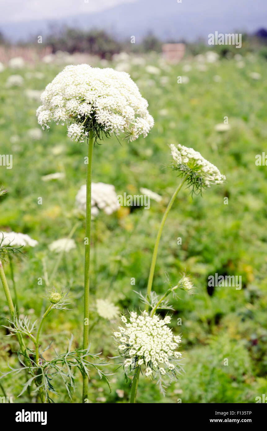 Carrot Flowers in the carrot field Stock Photo