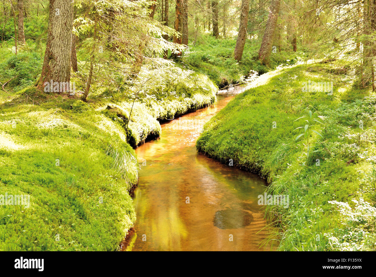 Germany, Black Forest: Forest creek in the moss covered mooreland of Taubenmoos Stock Photo