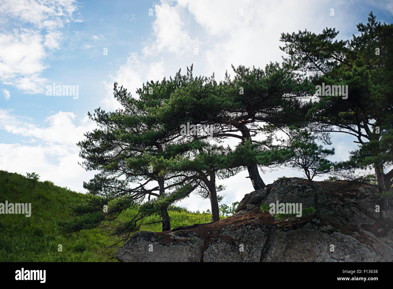 Beautiful landscape with rocks and groves of relict Pinus densiflora Siebold et Zucc. Japanese Sea. South of Primorsky Krai. Vla Stock Photo