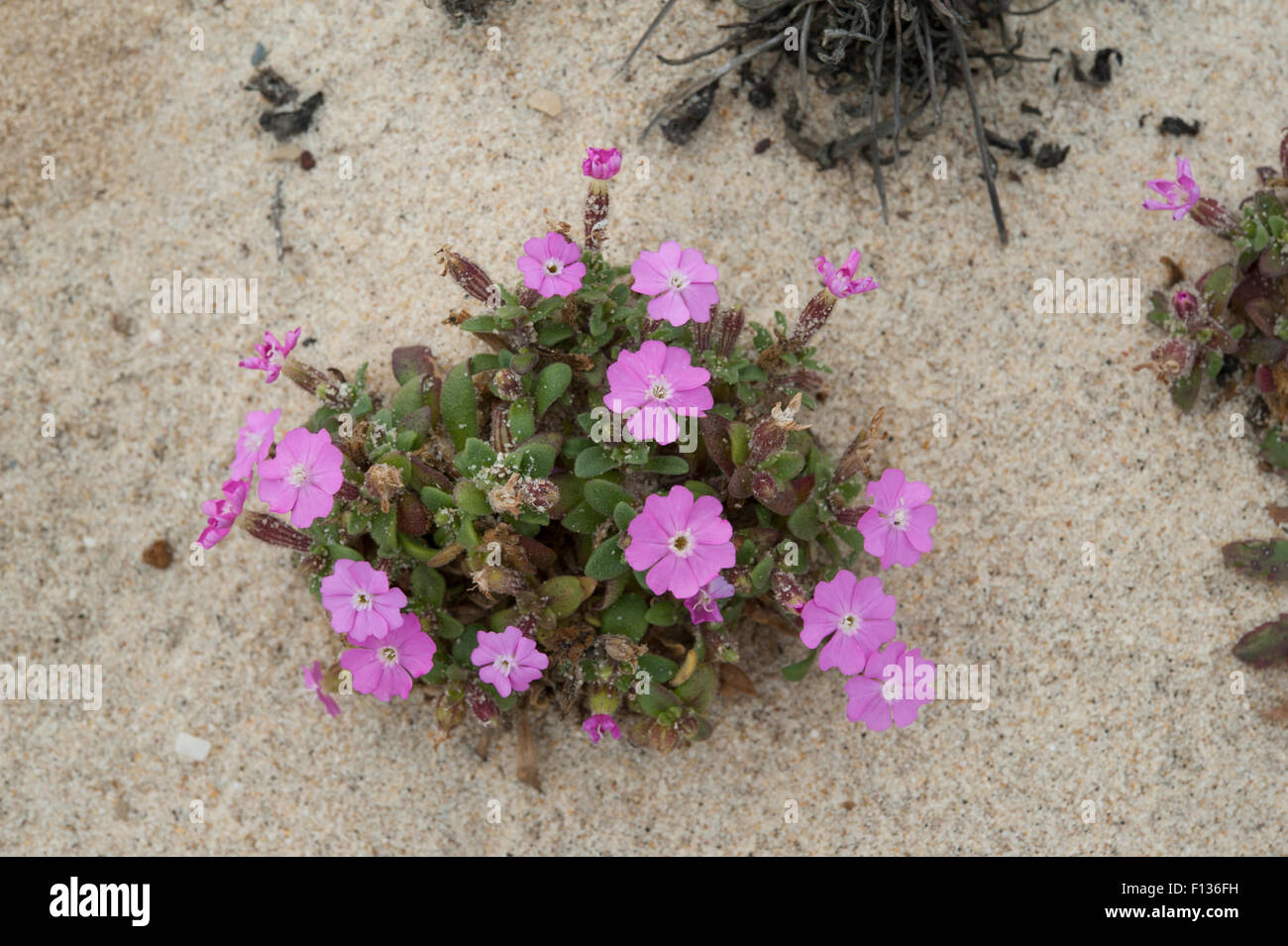 Silene littorea growing in sand at Parque Natural do Sudoeste Alentejano e Costa Vicentina, Portugal. April. Stock Photo