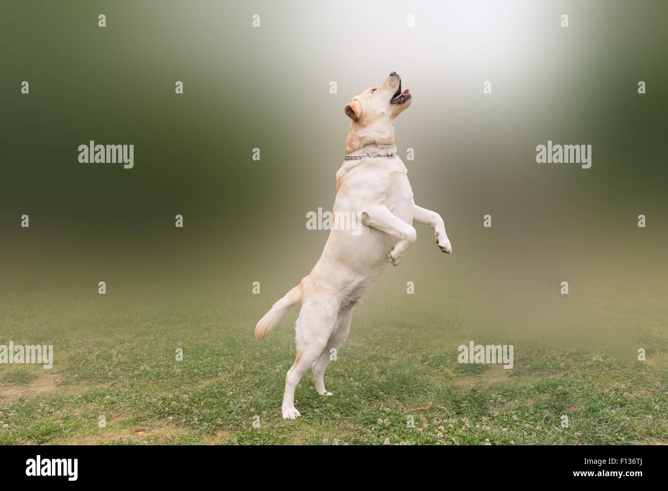 Labrador jumping high Stock Photo Alamy