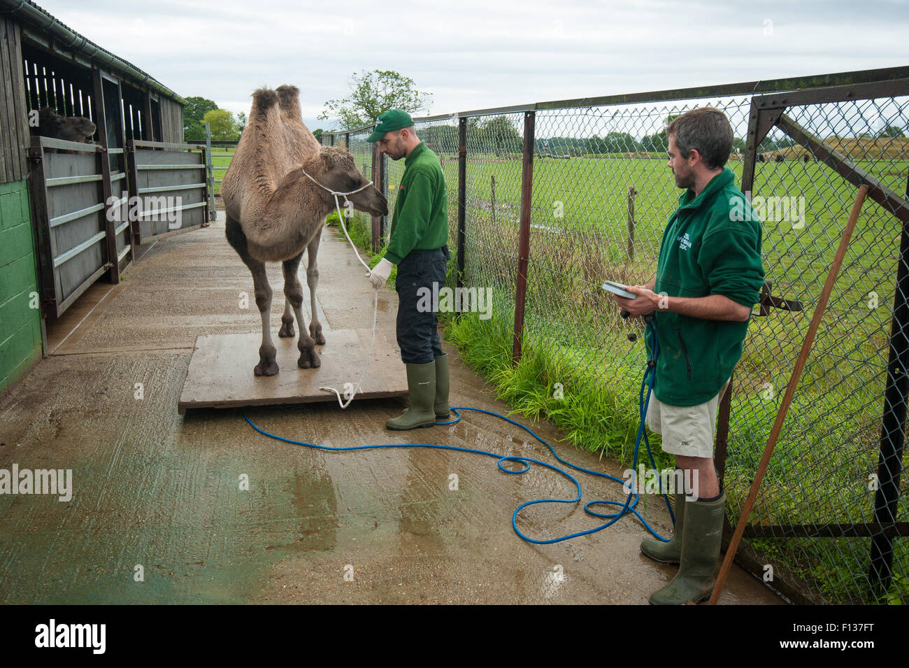Camel keepers hi-res stock photography and images - Alamy