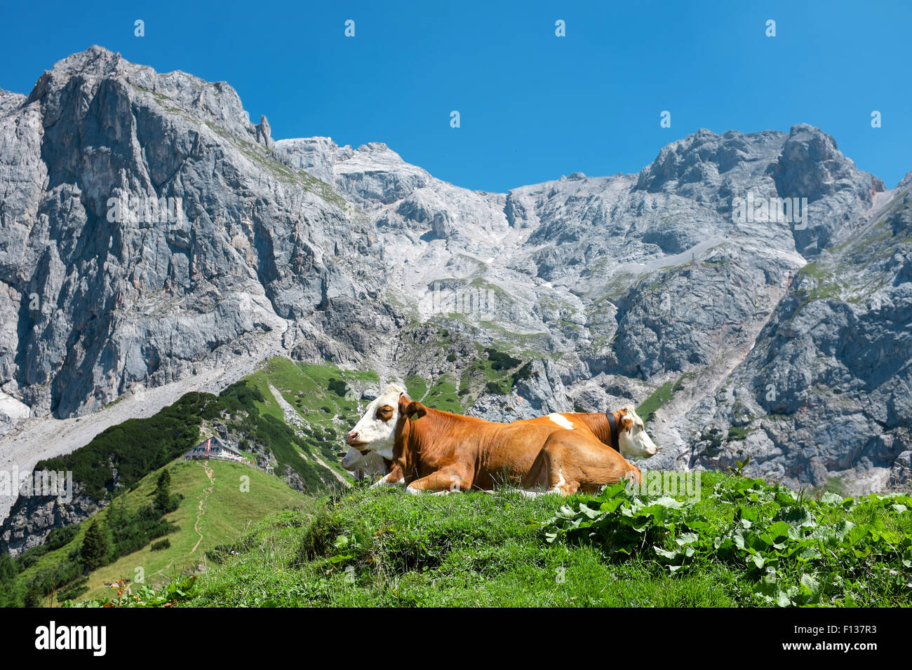 A cow in the Alps, Dachstein, Austria Stock Photo