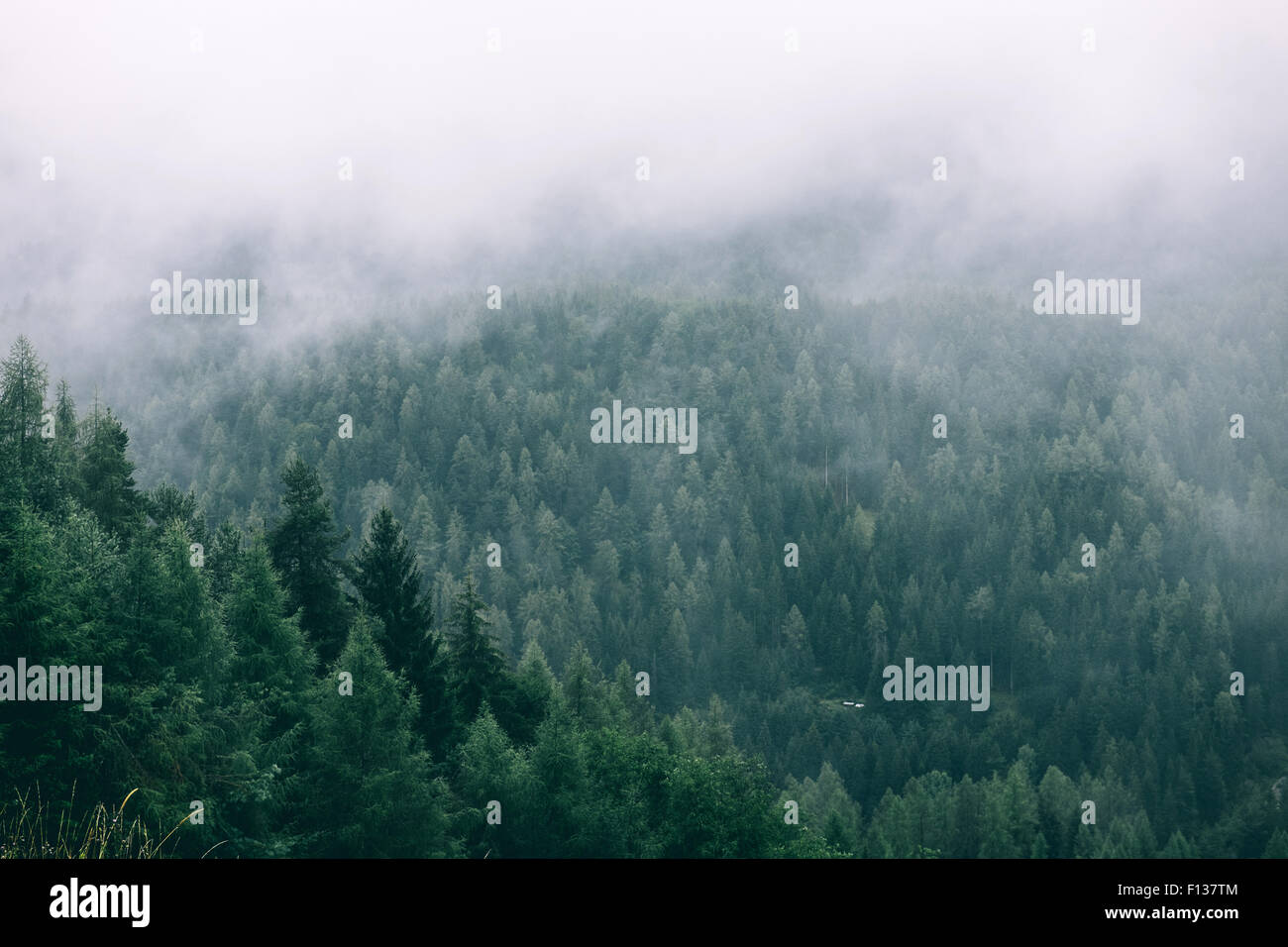 Forest in mist, Bschlabertal, Tirol Austria Stock Photo